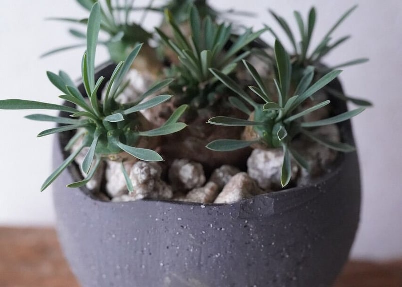 Euphorbia 'Gabisan' | mana's farm:塊根植物・アガベ・ドライ