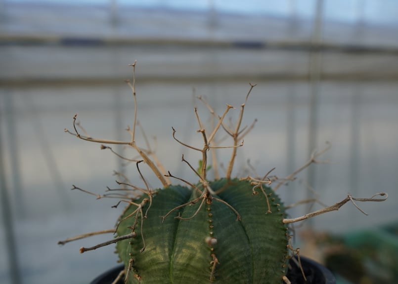 スーパーバリダ ユーフォルビア スーパーバリダ Euphorbia super valida No.1 |