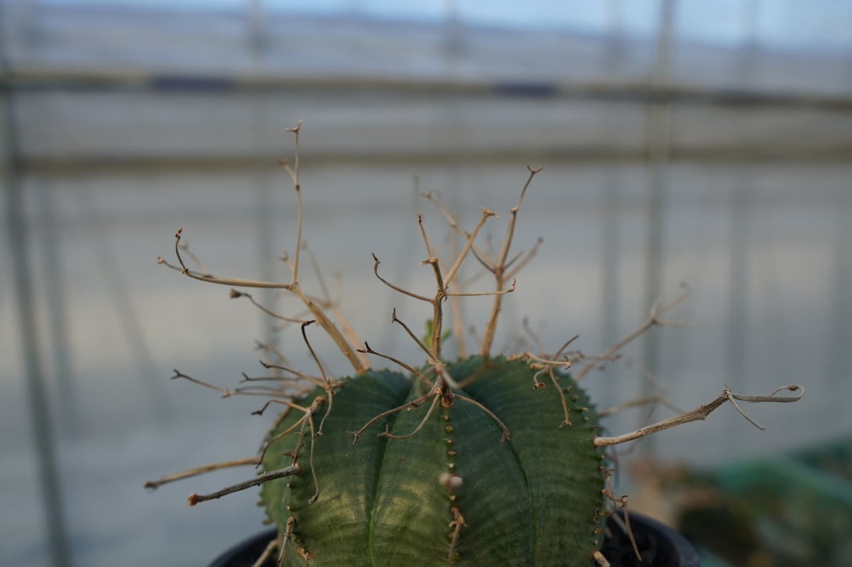 ユーフォルビア スーパーバリダ Euphorbia super valida No.1 |