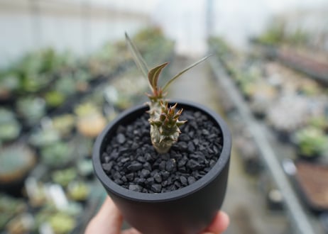 パキポディウム　バロニー　Pachypodium baronii