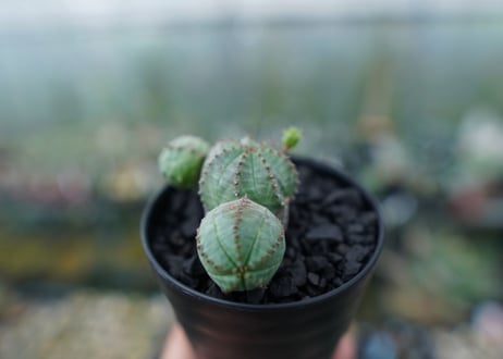 ユーフォルビア　オベサブロー　Euphorbia ObesaBlow No.2