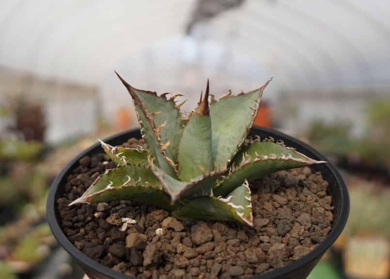 agave oteroi oaxaca NO.1 | mana's farm:塊根植物・アガベ