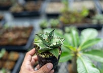 エンセファラルトス トリスピノーサス　南アフリカ産 エンセファラルトス トリスピノーサス 極美株 限定1株 | mana's