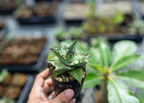 【マサ】アガベ まさ (@masa35masa) • Instagram photos and videos