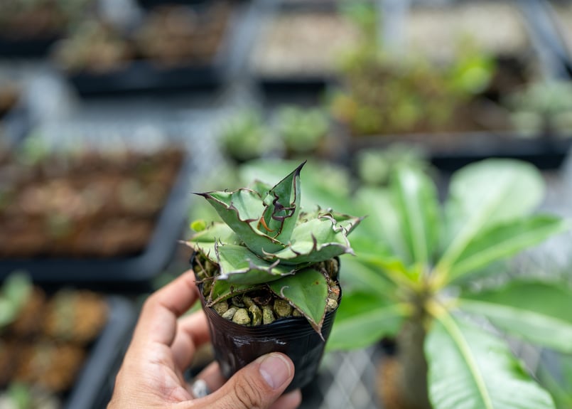 アガベ オテロイ 沖縄実生 | mana's farm:塊根植物・アガベ・ドライ