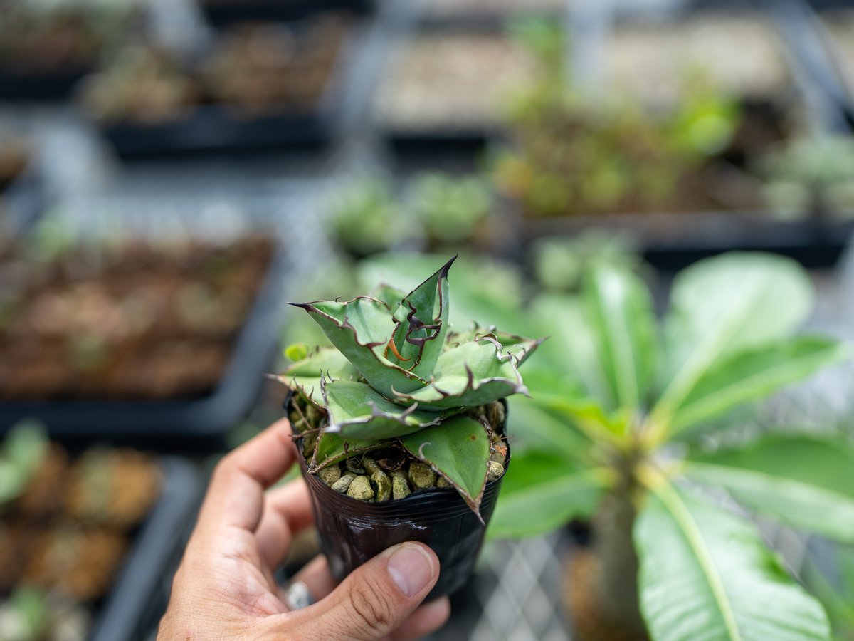 アガベ オテロイ 沖縄実生 | mana's farm:塊根植物・アガベ・ドライ