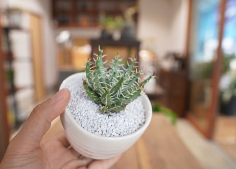 アロエ　エリナケア　Aloe erinacea