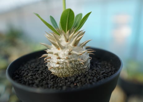 パキポディウム　恵比寿大黒　Pachypodium Densicaule　No.5