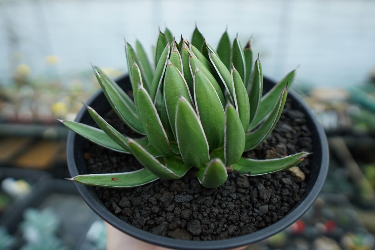 アガベ 雪嶺 アガベ ハイブリッド '雪嶺' Agave hybrid 'Formosa' 台湾