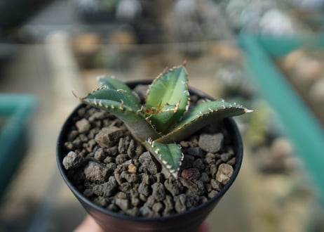 【オンライン限定】アガベ　チタノタ　FO-76　agave titanota  FO-76　No.3