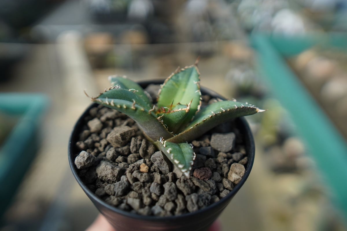 【30cm超】Agave titanota FO-76 アガベ チタノタ オンライン限定】アガベ チタノタ FO-76 agave titanota FO-76 N