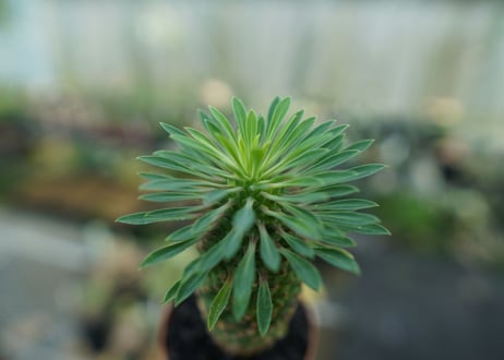 ユーフォルビア　ソテツキリン "パイナップルコーン"　Euphorbia sotetsukirin  No.9