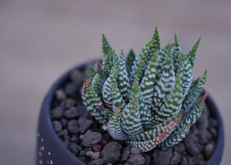 ハオルチア 鷹の爪 Haworthia reinwardtii | mana's farm:塊