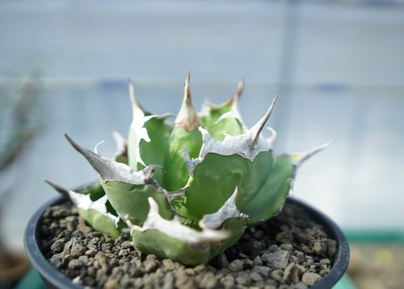 アロエ ピランシー （パキポディウム アガベ グラキリス