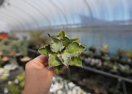 agave titanota ブラック＆ブルー　No.4