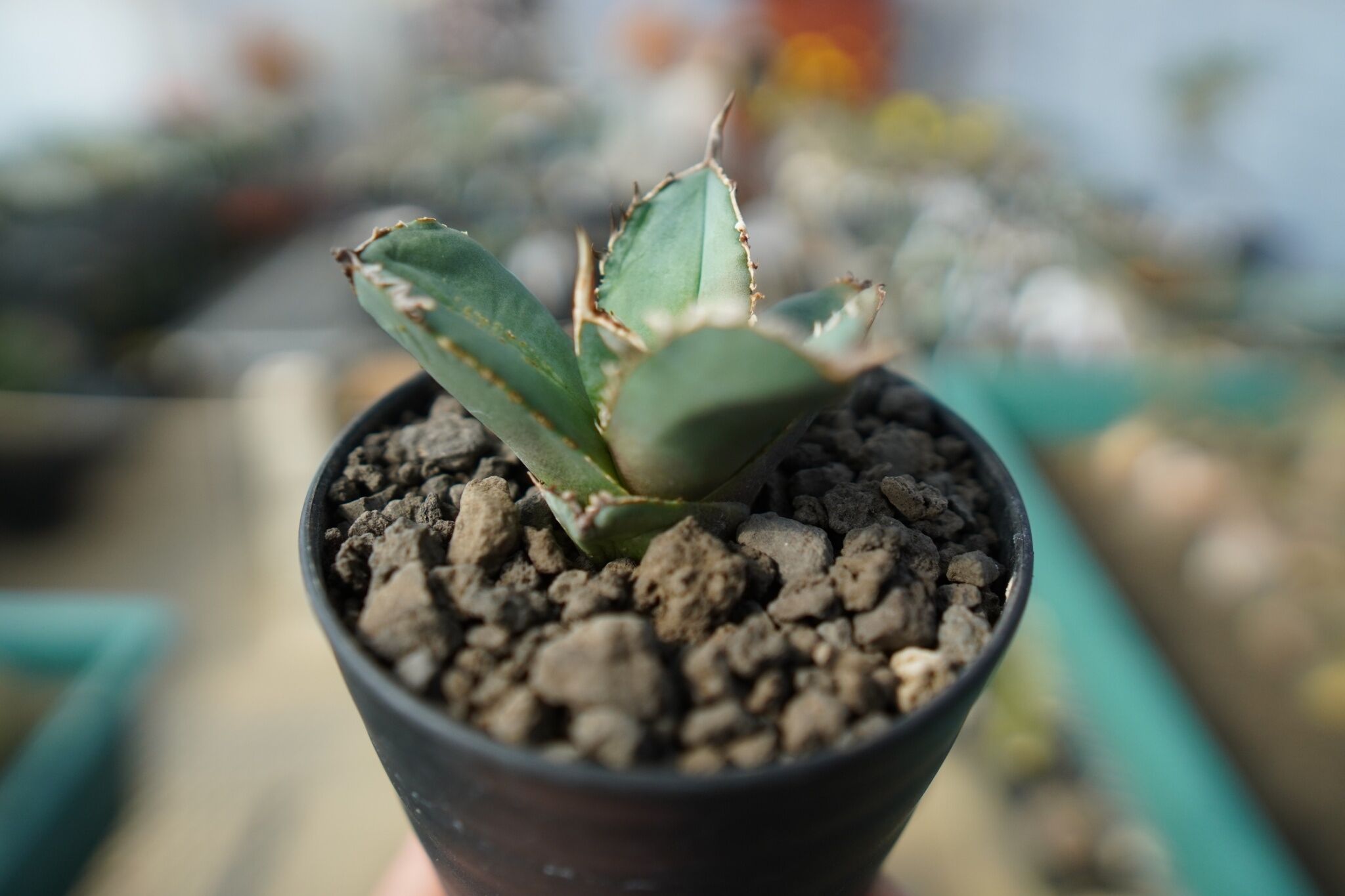 オンライン限定】アガベ チタノタ FO-76 agave titanota FO-76 N