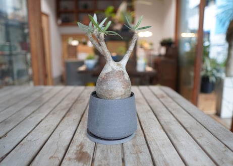 パキポディウム　グラキリス　 Pachypodium Gracilius