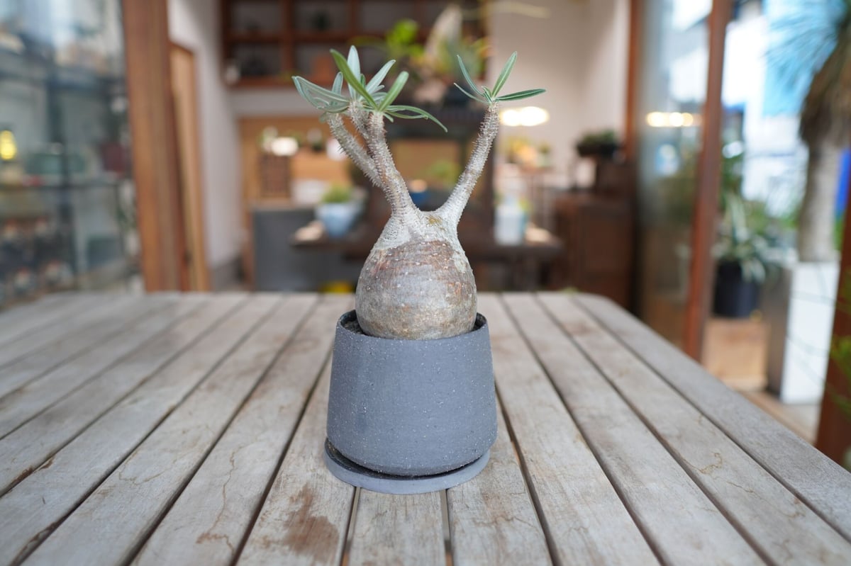 パキポディウム グラキリス Pachypodium Gracilius | mana