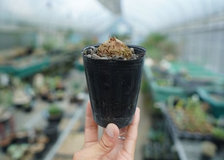 亀甲竜　Dioscorea elephantipes　No.9