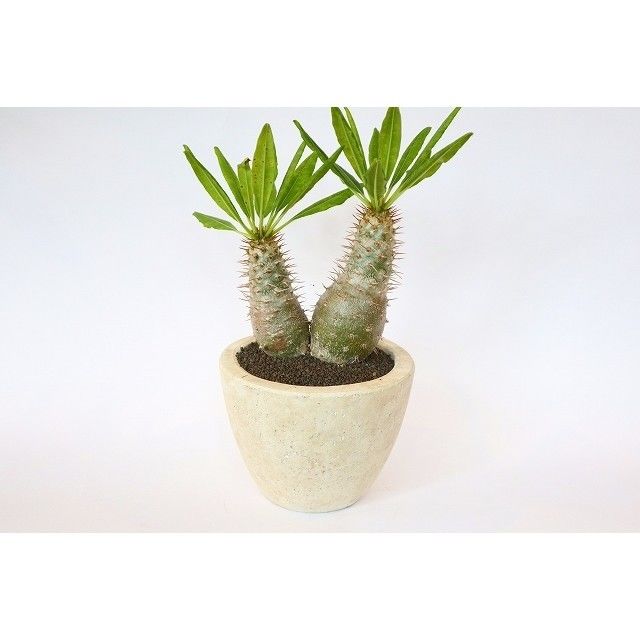 パキポディウム・フィフェレネンセ Pachypodium fiherenense パキポディウム フィフェレネンセ