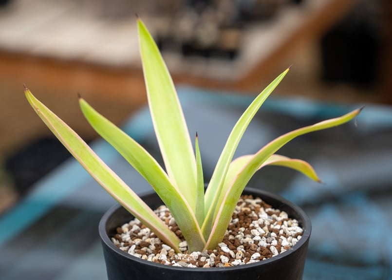 アガベ ベネズエラ　約1m アガベ Agave 抜き苗 ベネズエラ 特大サイズ 直径1m超え 多肉