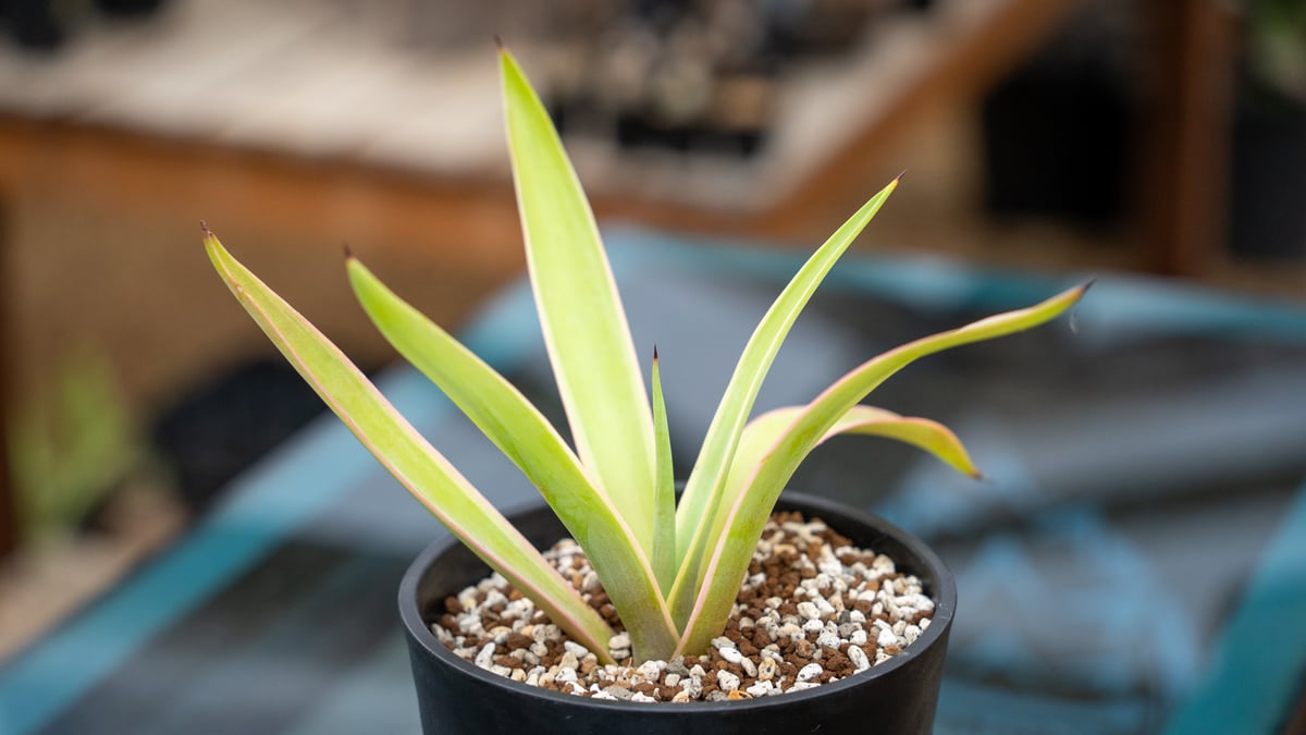 沖縄 観葉植物 アガべ ベネズエラ 11号 植木鉢 エントランスに最適