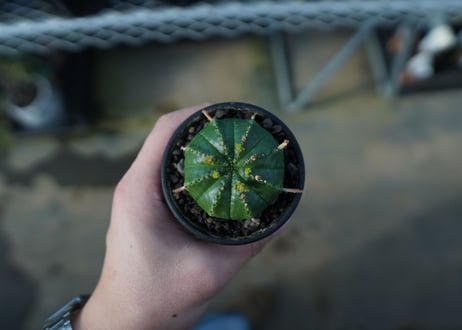 ユーフォルビア　メロフォルミス　Euphorbia meloformis　E5
