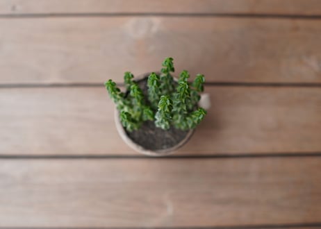 ペペロミア コルメラ Peperomia columella