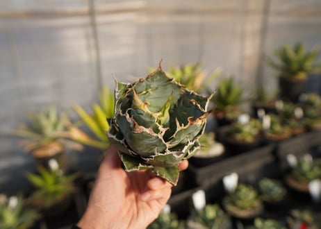 agave titanota 白鯨　 NO.1