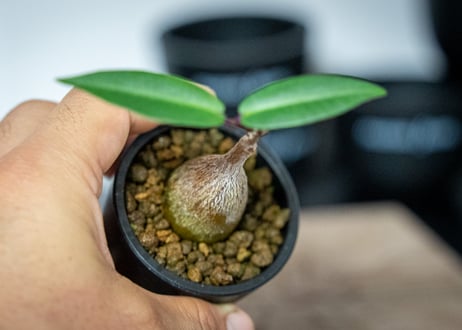 ペトペンチア　ナタレンシス　Petopentia natalensis