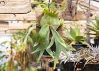 パキポディウム グラキリス 未発根 | mana's green:塊根植物販売 パキポディウム グラキリス 未発根 | mana's green:塊根植物販売