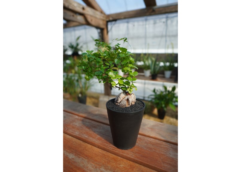 亀甲竜 実生株 No.7 | mana's farm:塊根植物・アガベ・ドライ