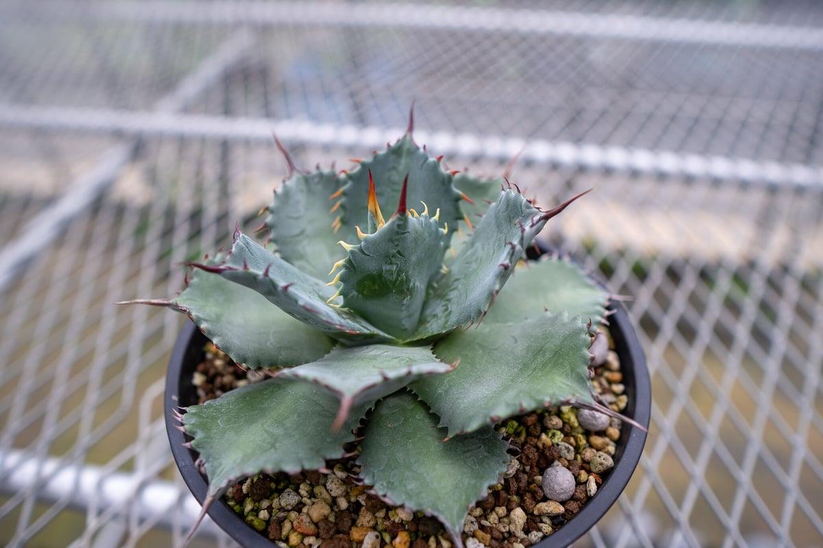 アガベ イシスメンシスxパラサナ | mana's farm:塊根植物・アガベ