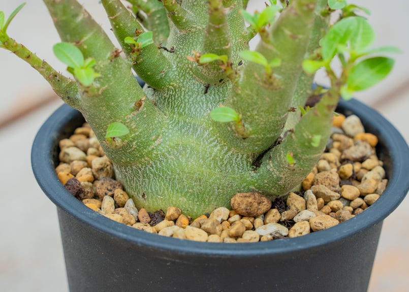 アデニウム モンスター | mana's farm:塊根植物・アガベ・ドライ