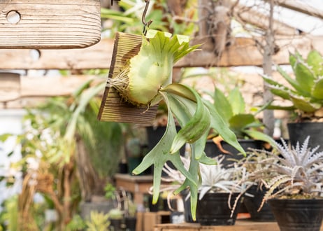 P. Pegasus 'Silver Fox'