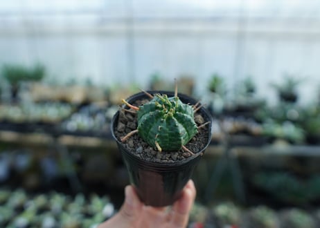 ユーフォルビア　バリダ　Euphorbia valida　No.1