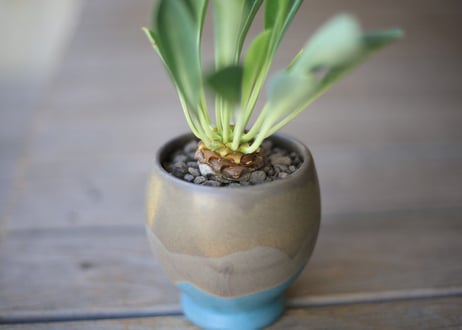 鉄甲丸　Euphorbia bupleurifolia