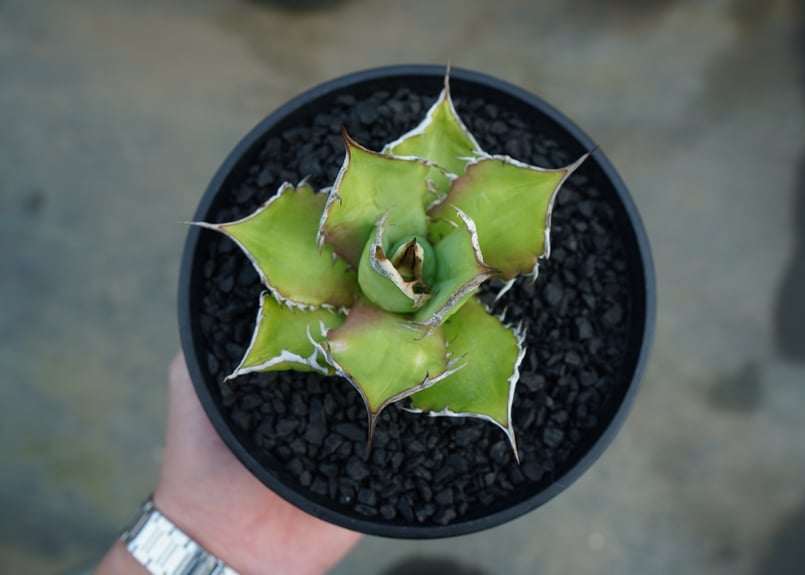 アガベ チタノタ Agave titanota No.4 | mana's farm:塊根植物