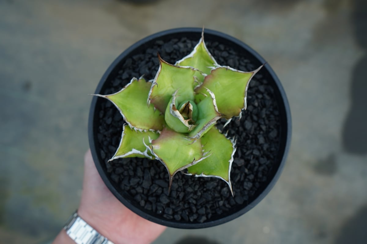 アガベ チタノタ　Agave 台湾　ノーネーム　子株 アガベ・チタノタ（ノーネーム）003｜agave titanota No Name