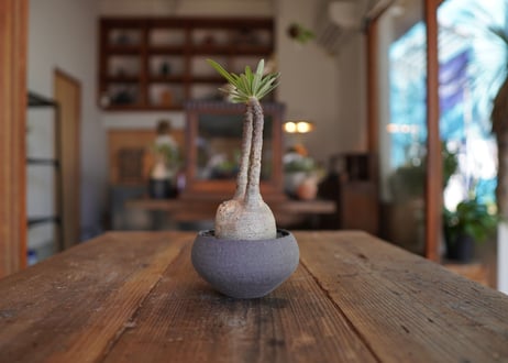 パキポディウム　グラキリス　 Pachypodium Gracilius
