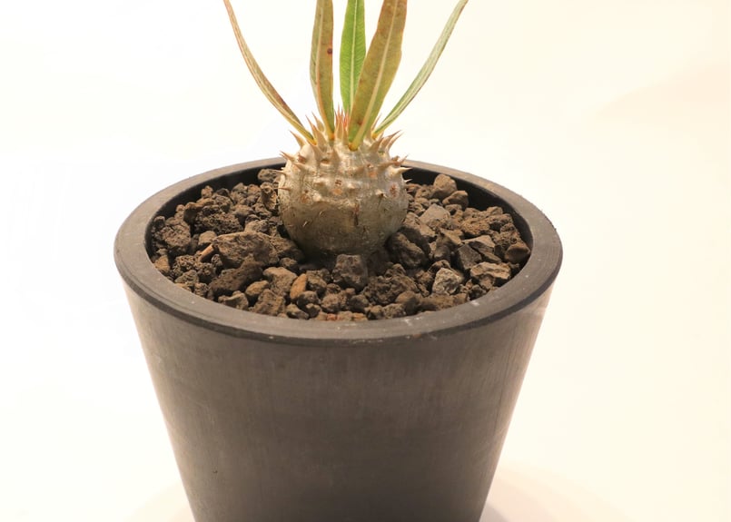 パキポディウム イノピナツム 実生 | mana's farm:塊根植物・アガベ