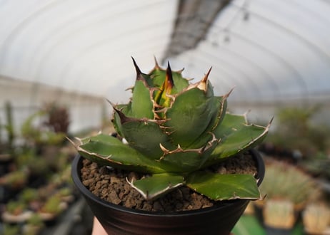 agave titanota　FO-76　NO.22