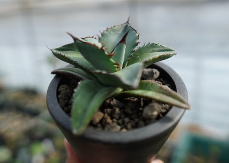 アガベ　チタノタ　ブルー　Agave Titanota Blue　No.1