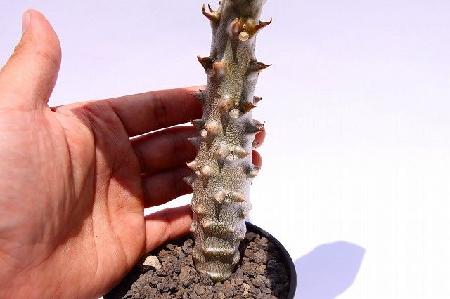 パキポディウム バロニー 実生 | mana's green:塊根植物販売 パキポディウム バロニー 実生 | mana's green:塊根植物販売