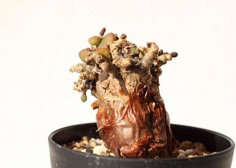 ケラリア　ピグマエア　Ceraria pygmaea  no.3