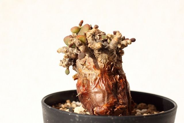 ケラリア ピグマエア Ceraria pygmaea no.3 | mana's farm: