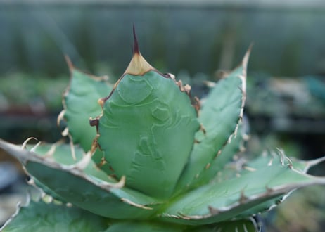 アガベ　チタノタ　FO-76　agave titanota  FO-76  No.3