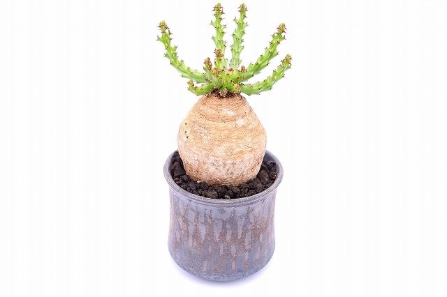 original