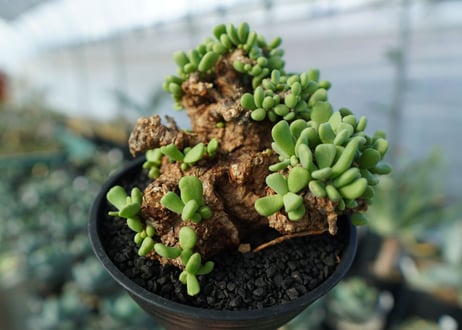 ケラリア　ピグマエア　Ceraria pygmaea