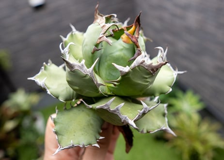 Agave titanota dwarf 姫厳龍 A NO.3   (G)